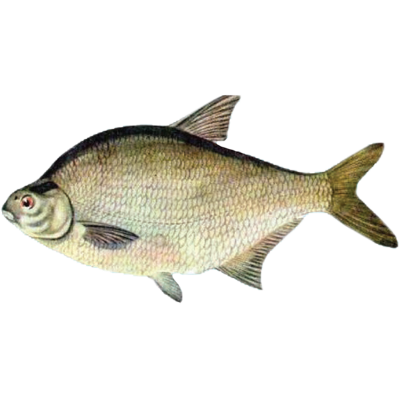 Abramisbrama
