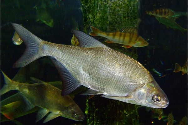 Bream