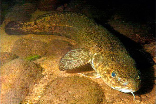 Burbot